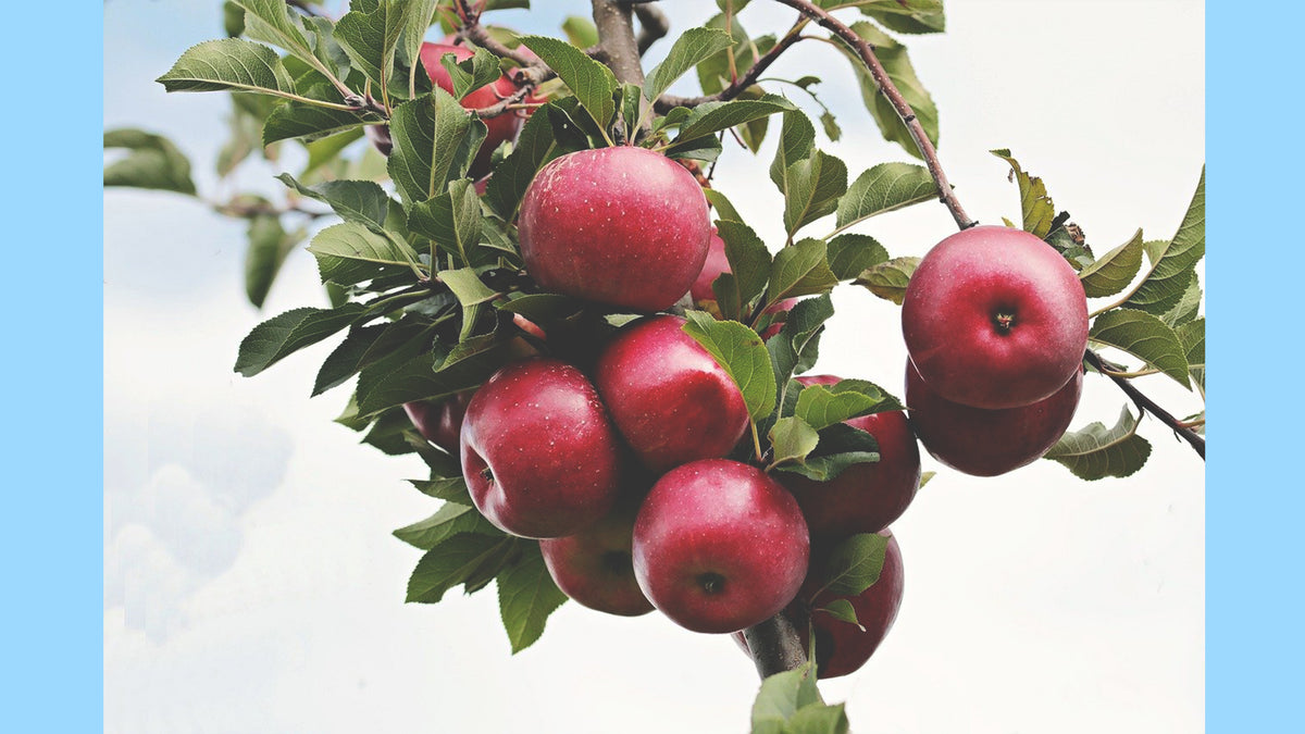 Are Organic Apples Better for Your Gut? - Rodale Institute
