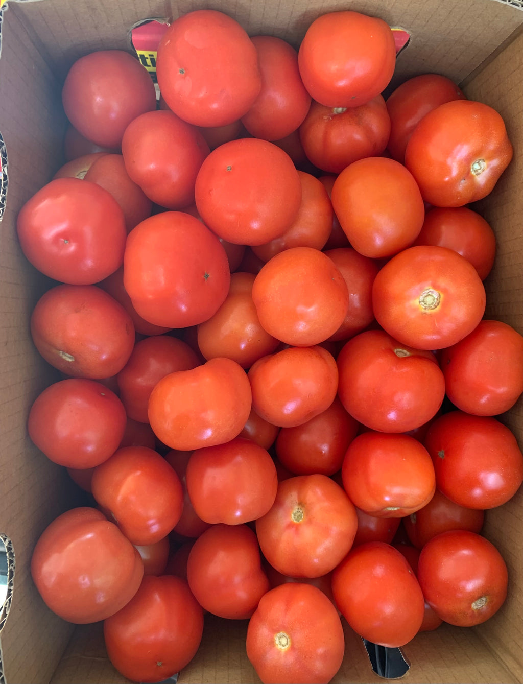 Organic Tomato Gourmet 10KG