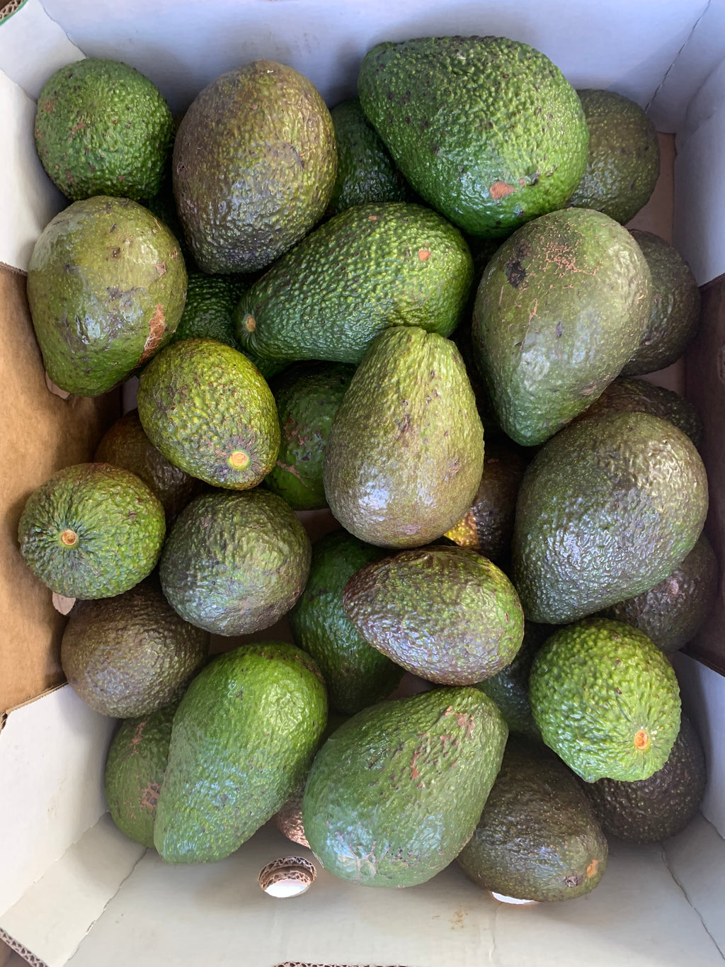 Organic Avocado Hass Bulk 10kg