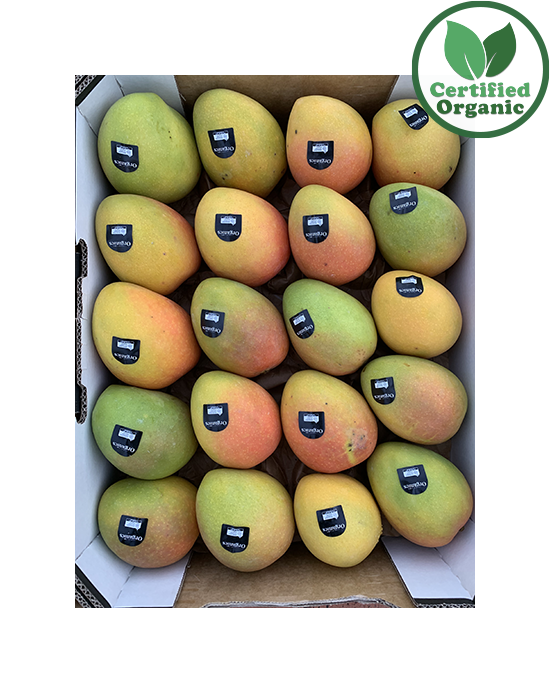 Organic Mango K.P TRAY PREMIUM